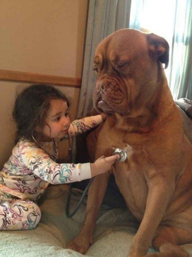 100 pictures of dogs cute 0072