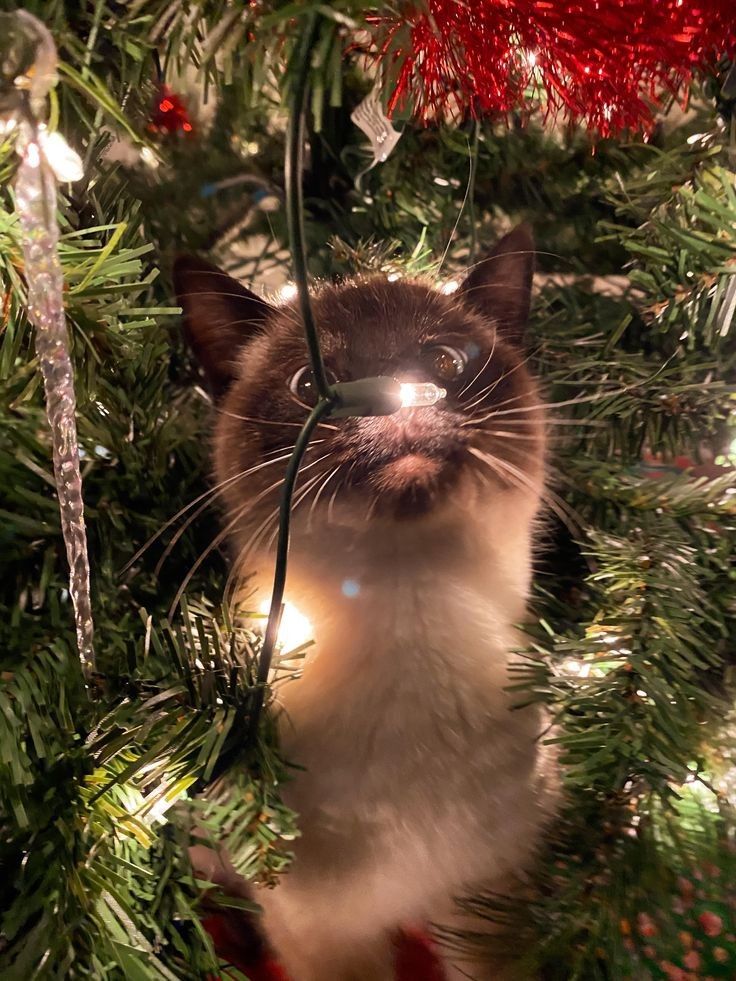 aesthetic christmas pfp 0053