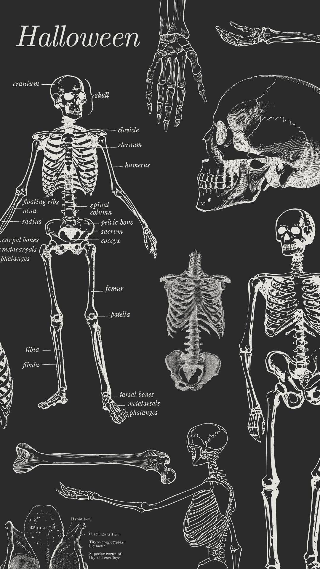 aesthetic skeleton wallpaper 0077