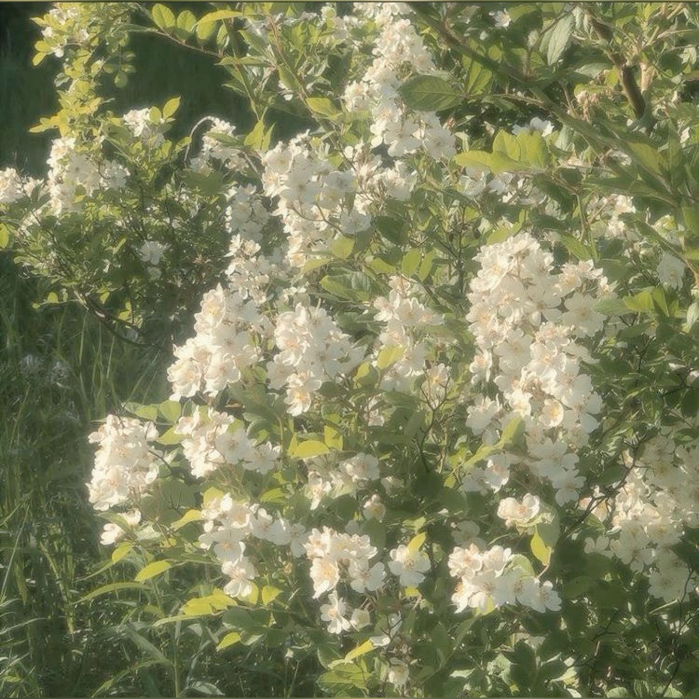 aesthetic spring pictures 0024