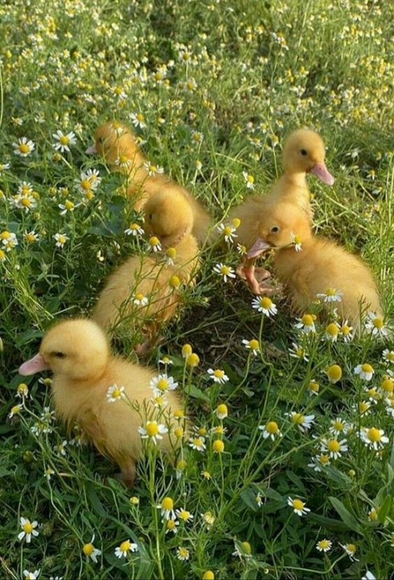aesthetic spring pictures 0038