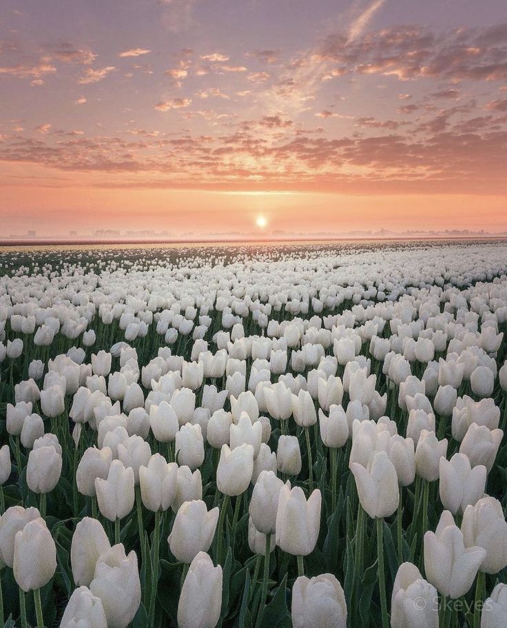 aesthetic spring pictures 0044