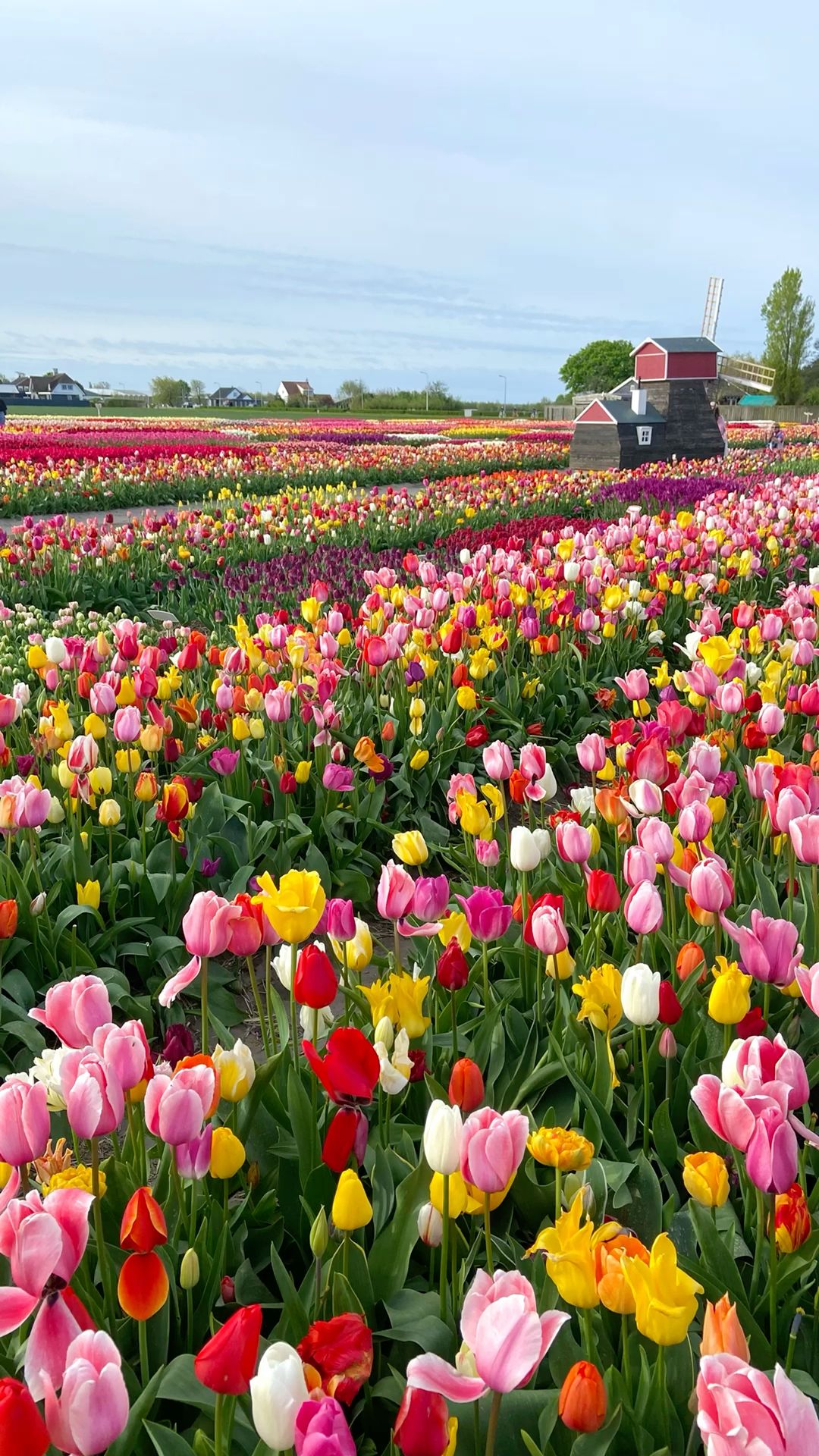 aesthetic spring wallpaper 0039