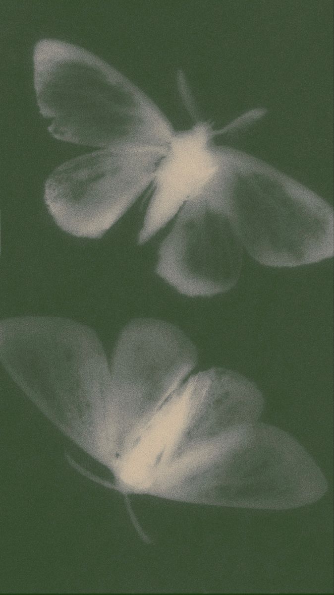 butterfly wallpaper aesthetic 0027