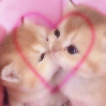 cat wallpaper aesthetic 0044