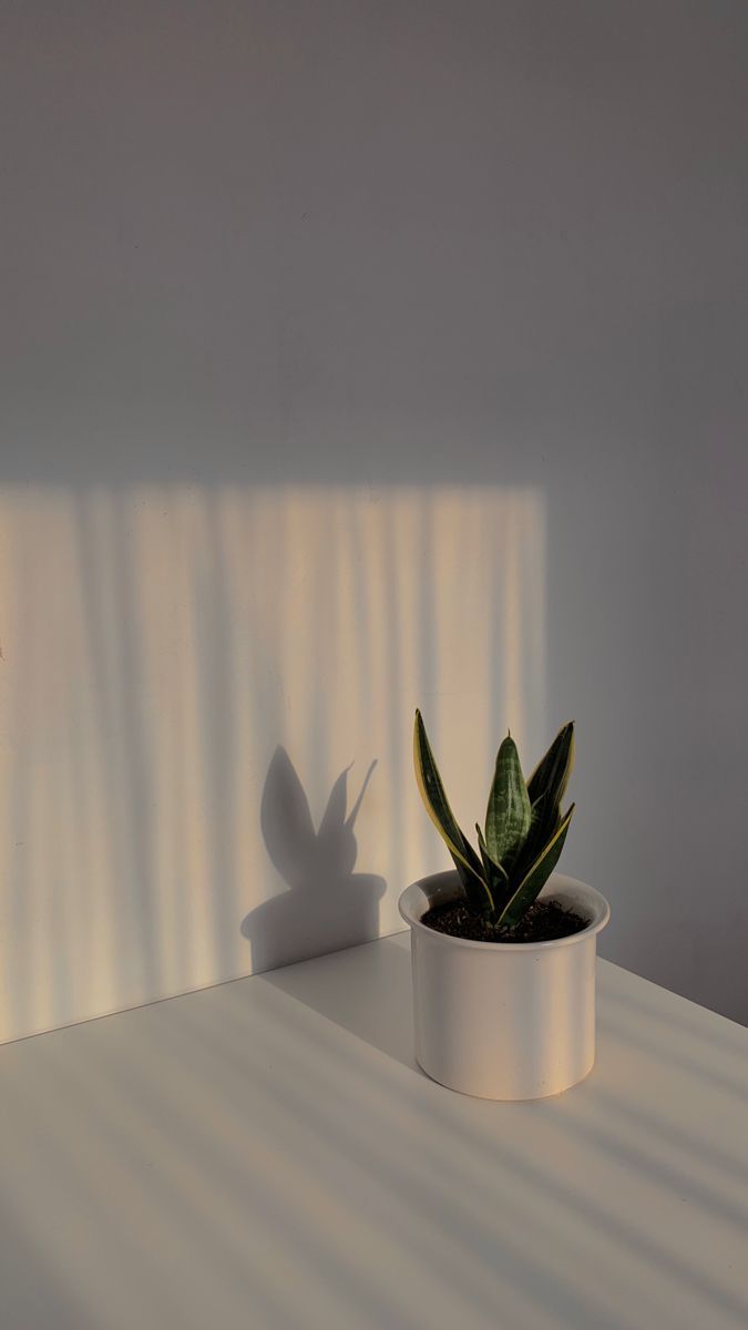 colorful aesthetic vintage minimalist wallpaper