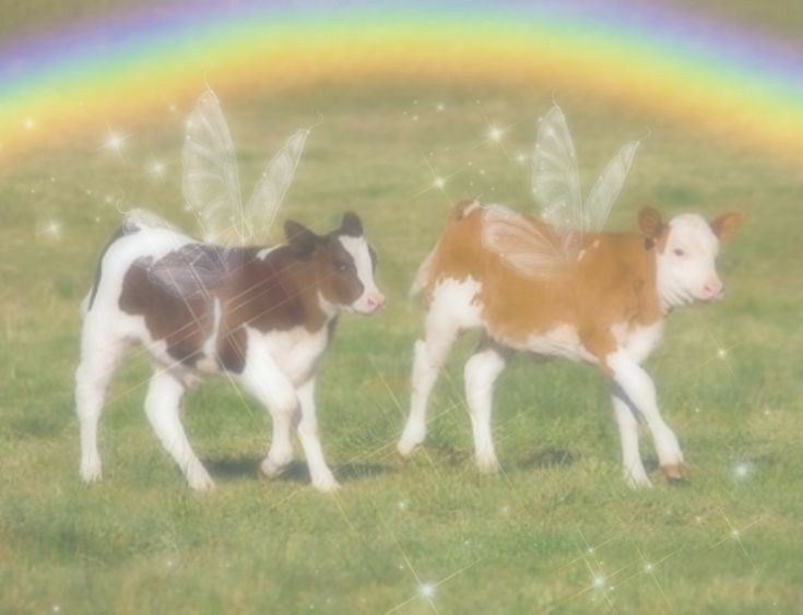 cow wallpaper aesthetic 0043
