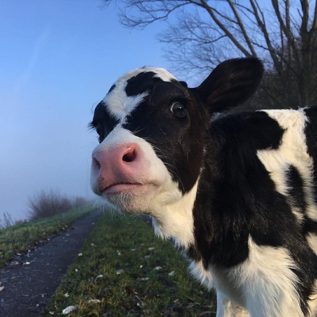 cow wallpaper aesthetic 0075