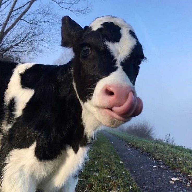 cow wallpaper aesthetic 0085