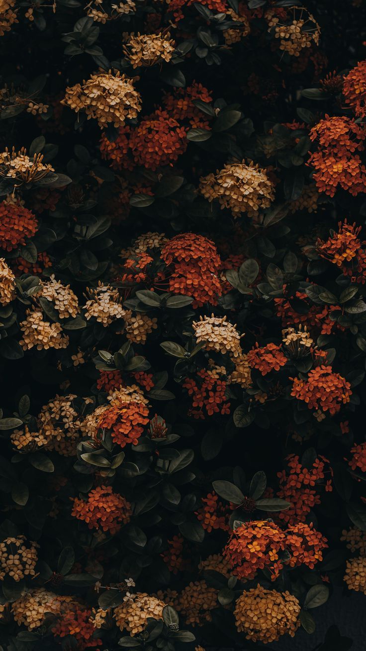 cozy vintage aesthetic fall wallpaper