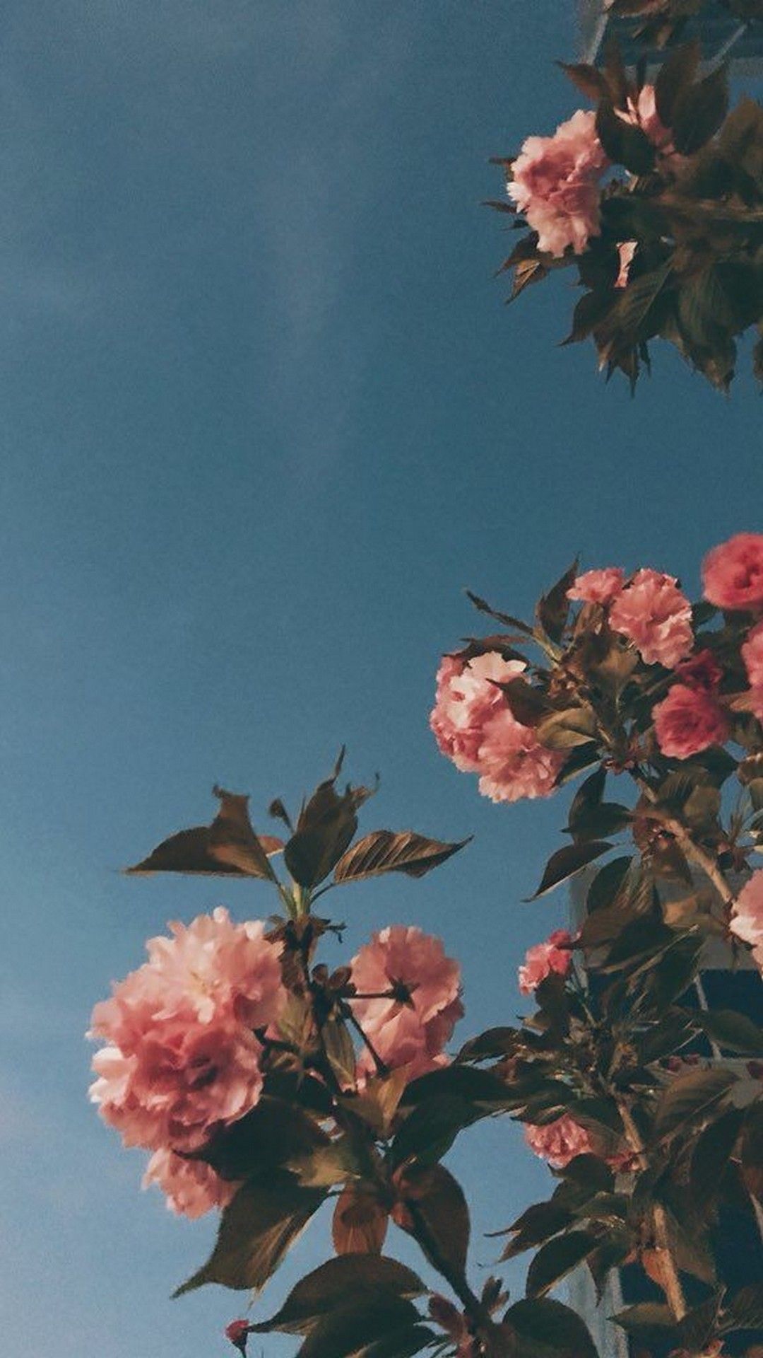 cute aesthetic wallpapers 0064