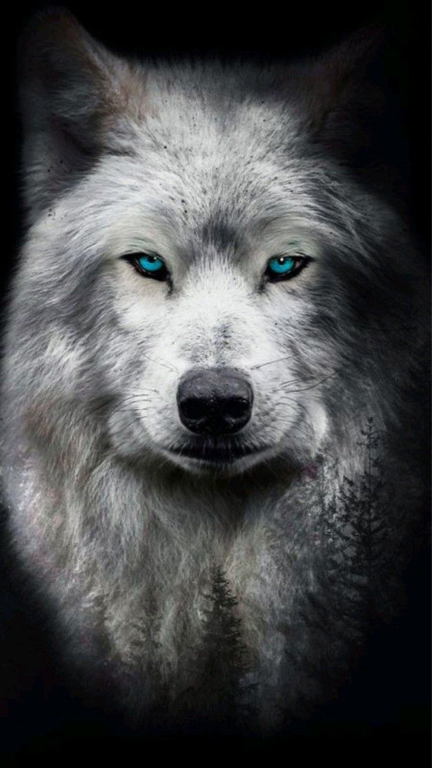 cute galaxy wolf 0082