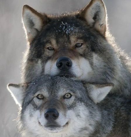 cute wolf images