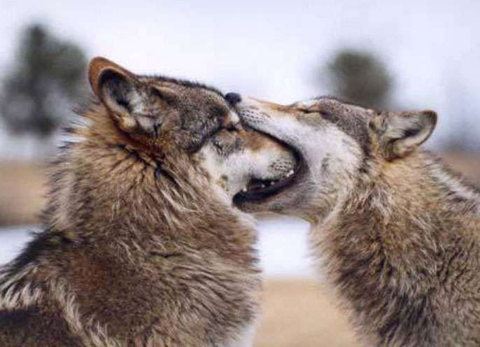 cute wolf 0059