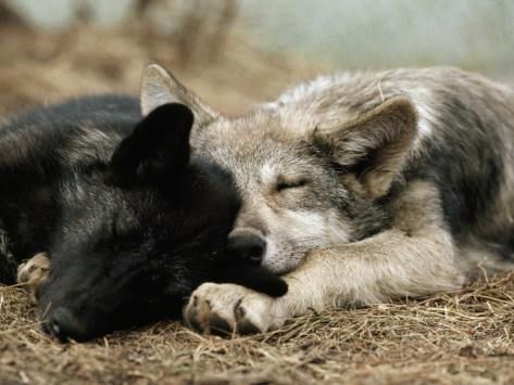 cute wolf 0080