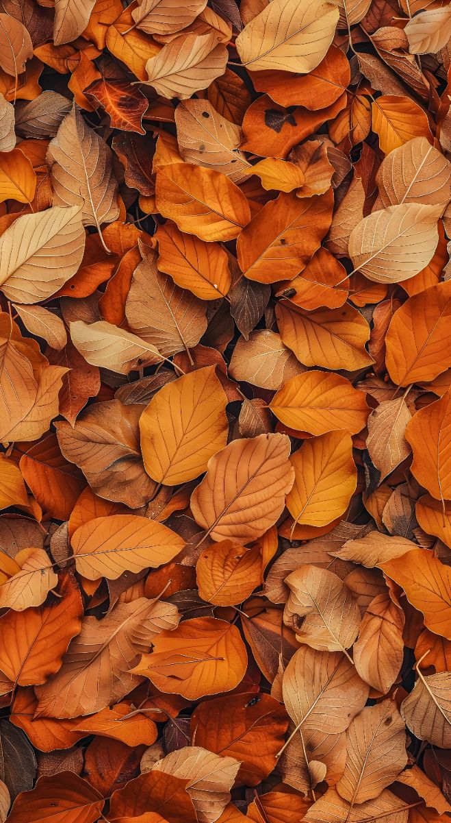fall wallpaper iphone aesthetic 0032