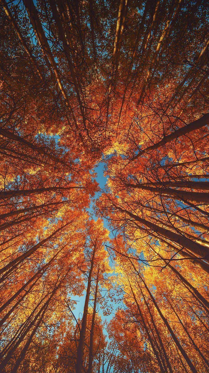fall wallpaper iphone aesthetic 0045
