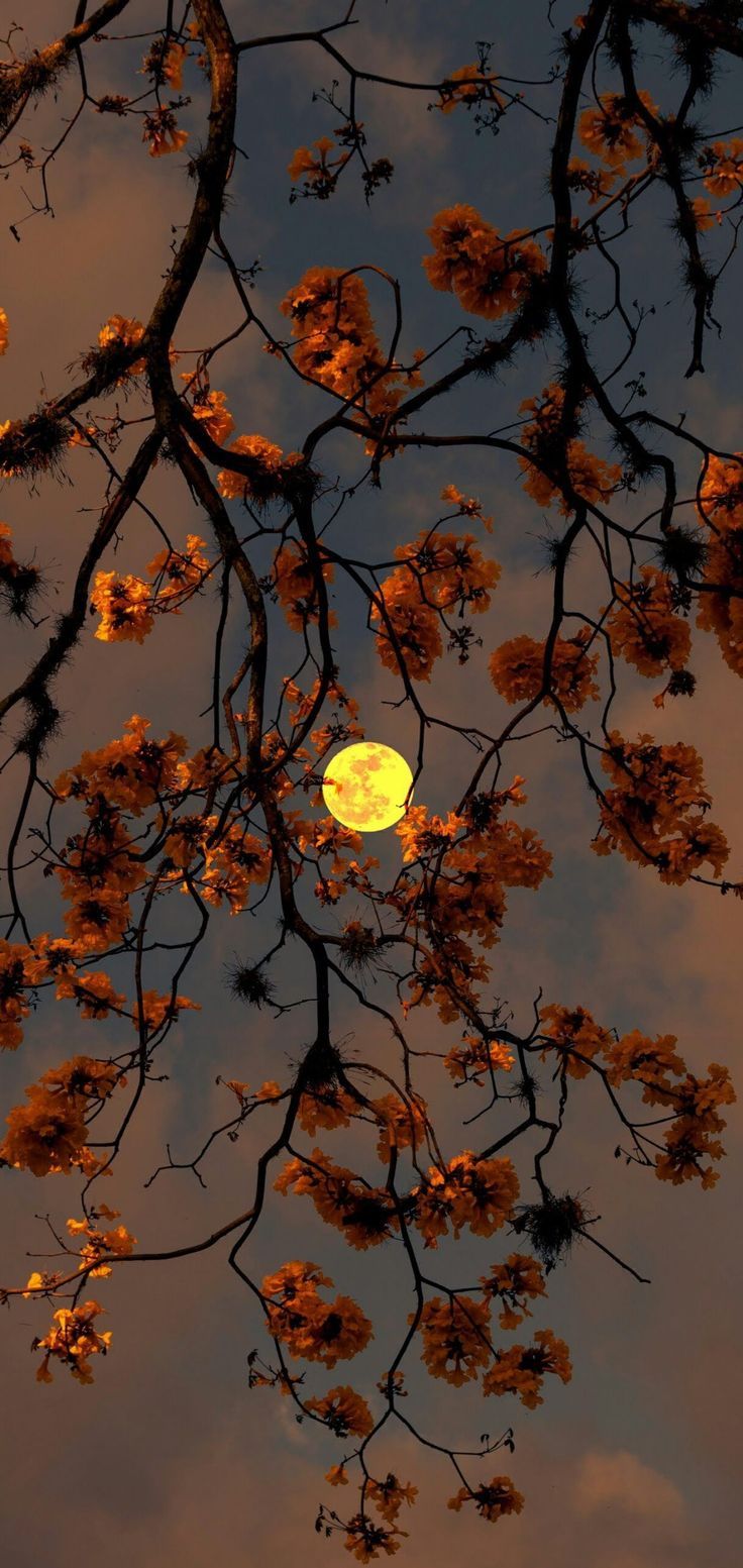 fall wallpaper iphone aesthetic 0047