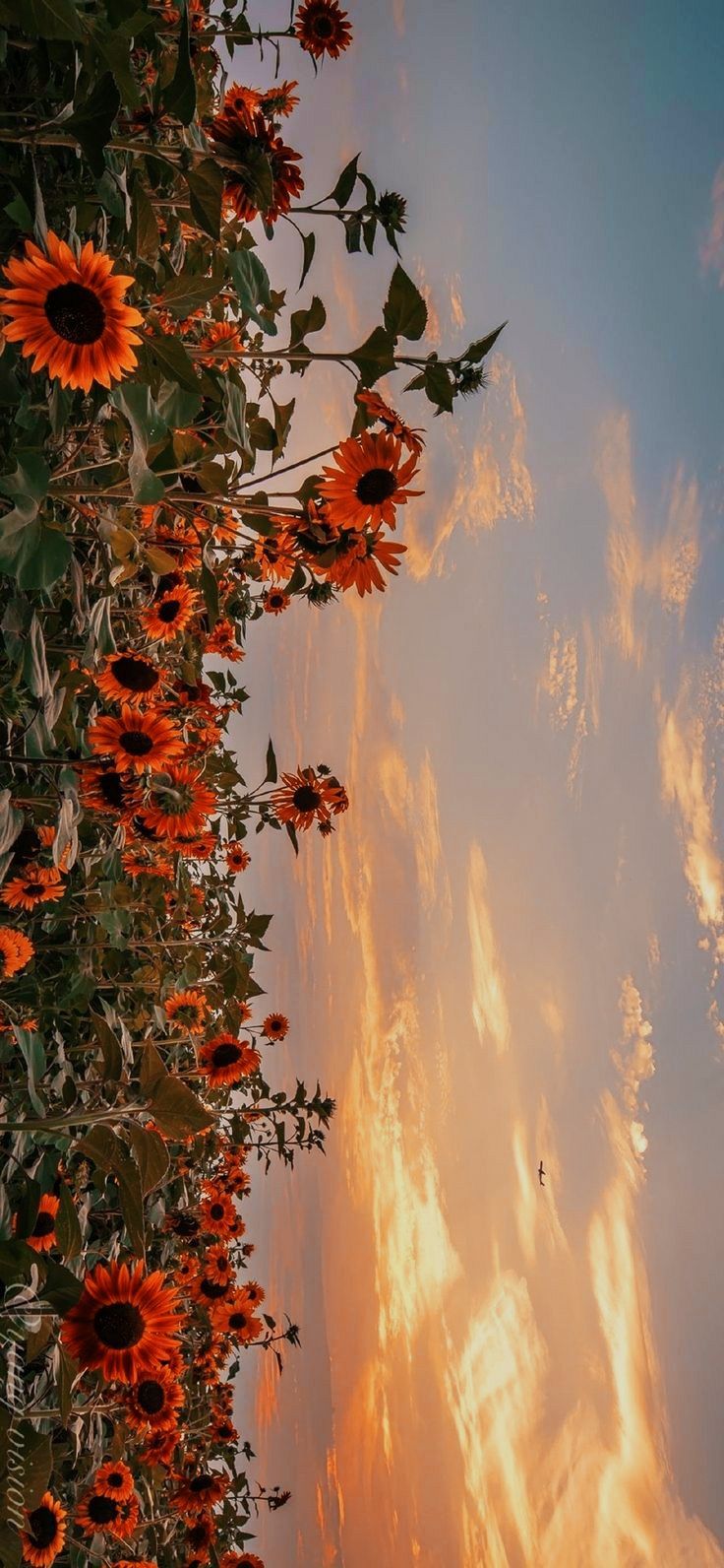 fall wallpaper iphone aesthetic 0057