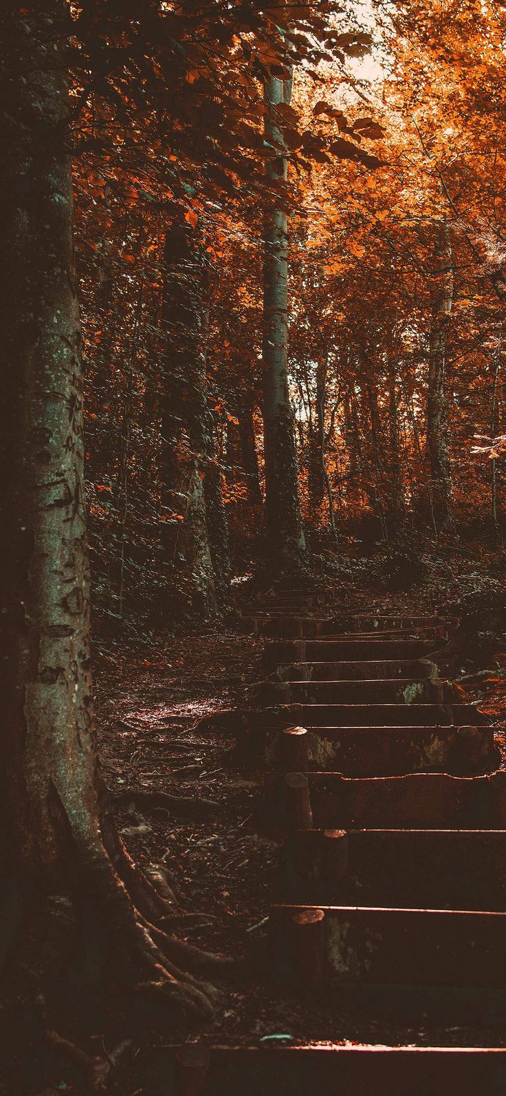 fall wallpaper iphone aesthetic 0063