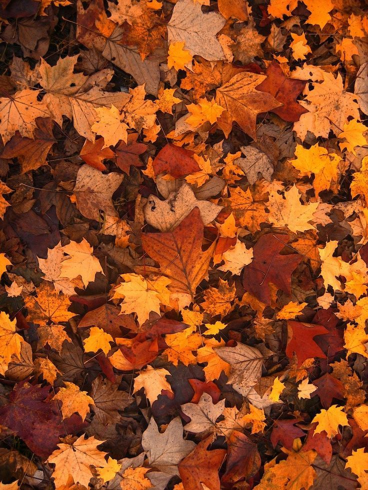 fall wallpaper iphone aesthetic 0075