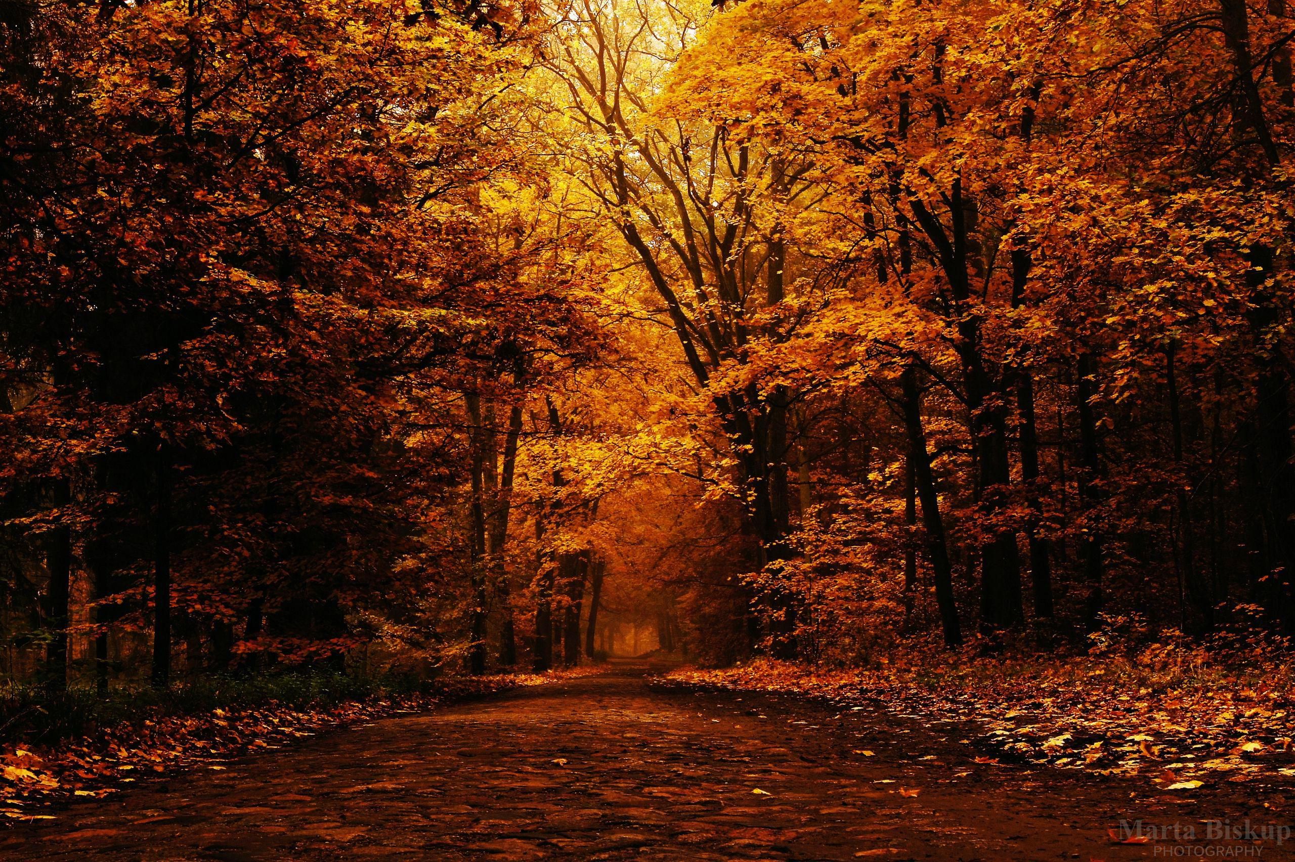 fall wallpaper iphone aesthetic 0081