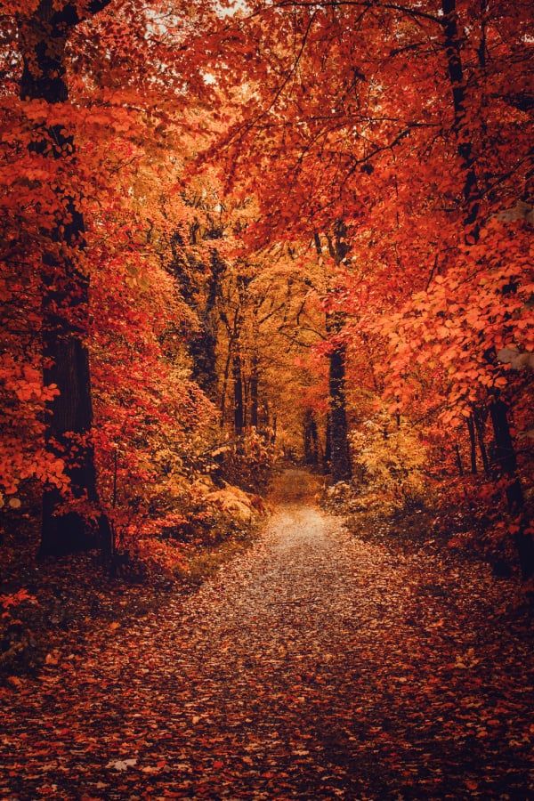 fall wallpaper iphone aesthetic 0084