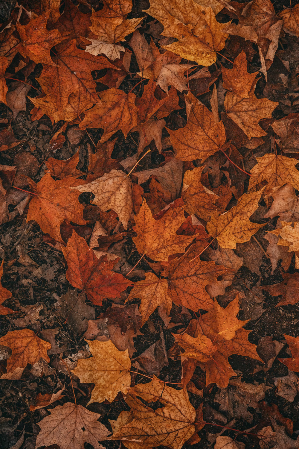 fall wallpaper iphone aesthetic 0090