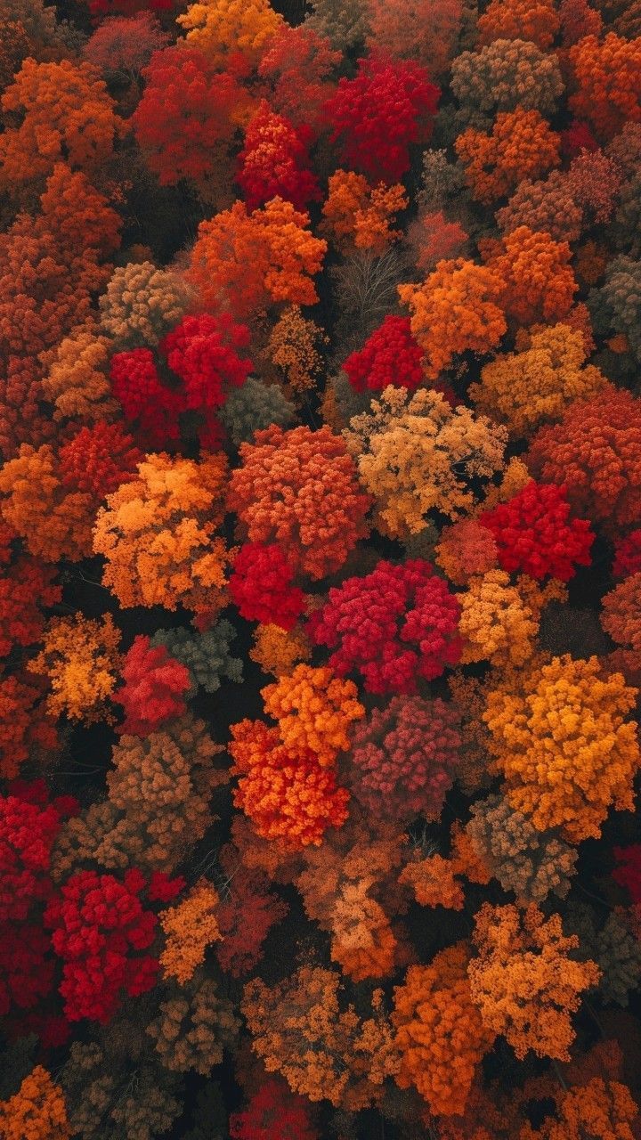 fall wallpaper iphone aesthetic 0095