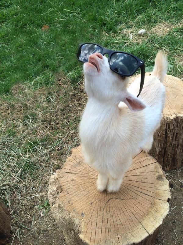 funny aesthetic pictures 0084