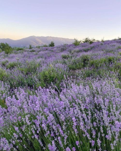 lavender pastel purple aesthetic background 0037