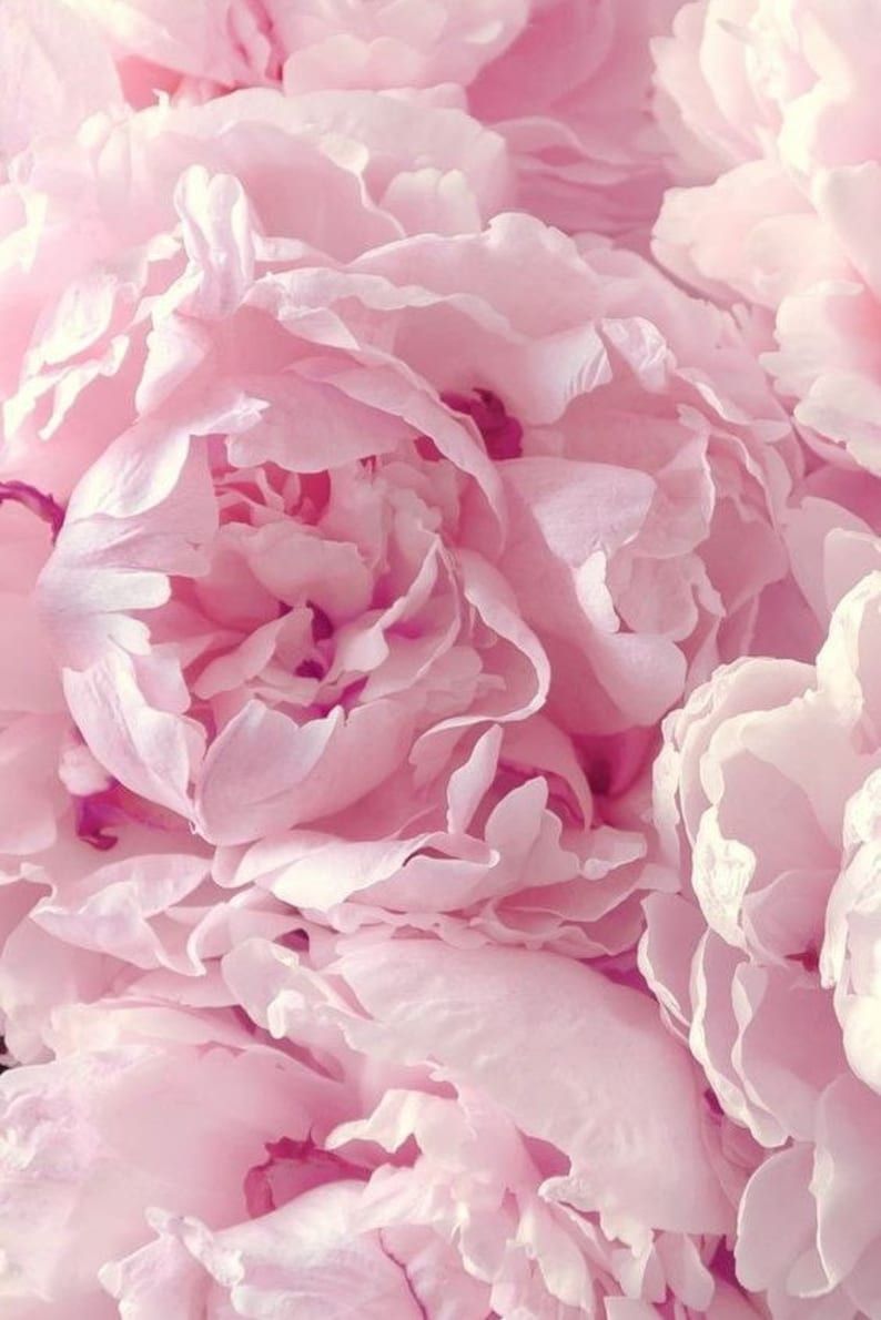 light aesthetic pink 0091
