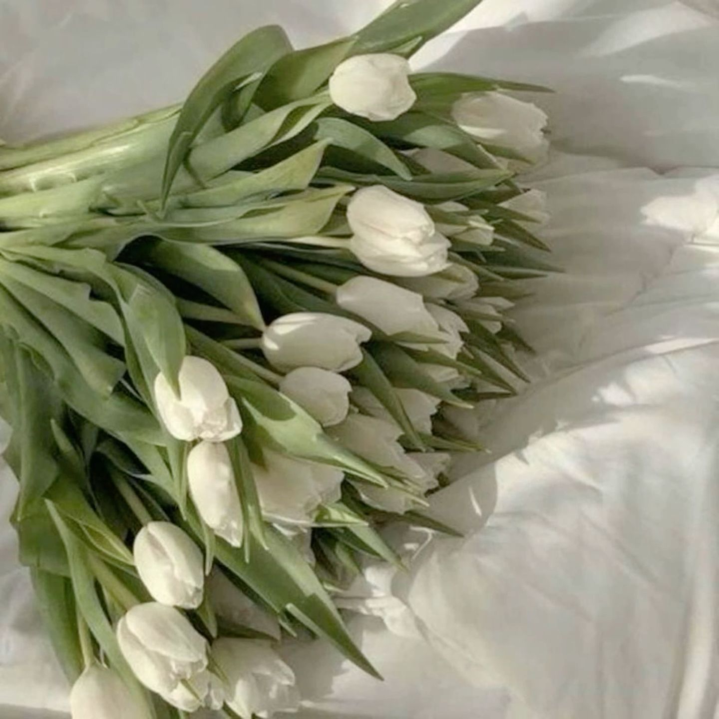 light green aesthetic wallpaper 0054