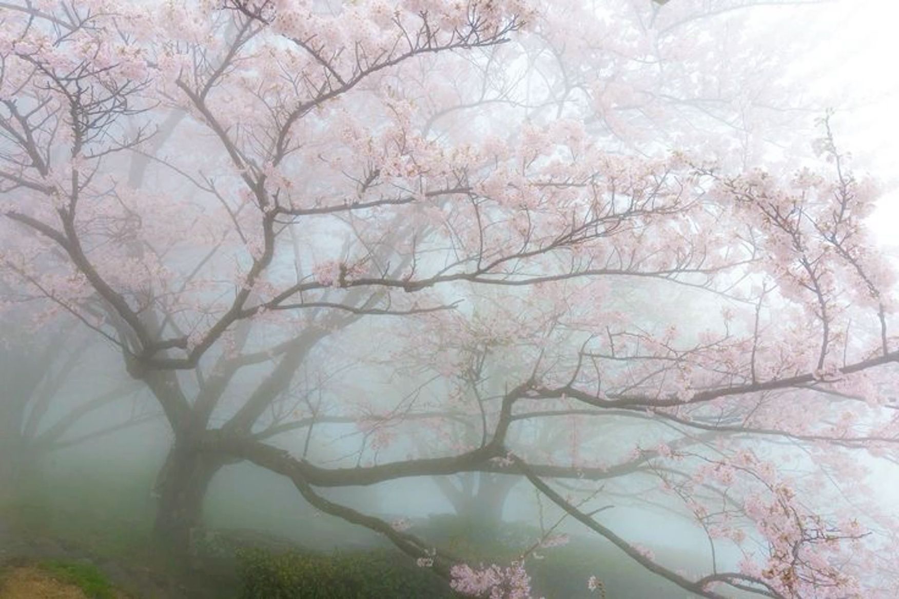 nature-inspired aesthetic wallpapers for Chromebook
