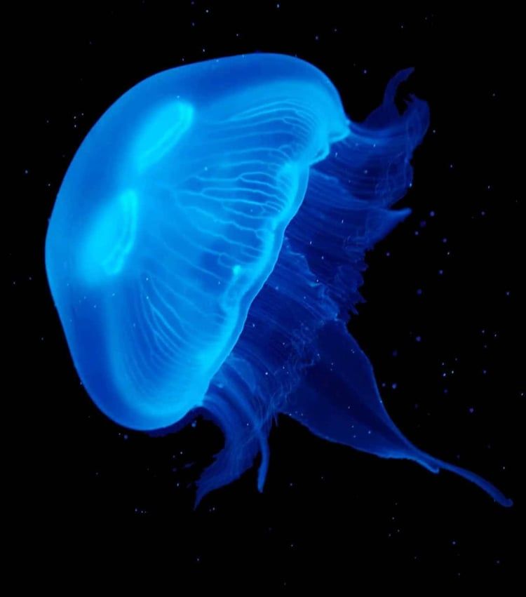blue aesthetic 0060