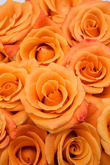 orange aesthetic pictures 0079