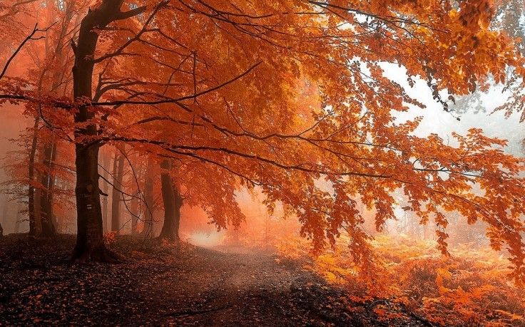 orange aesthetic pictures 0091