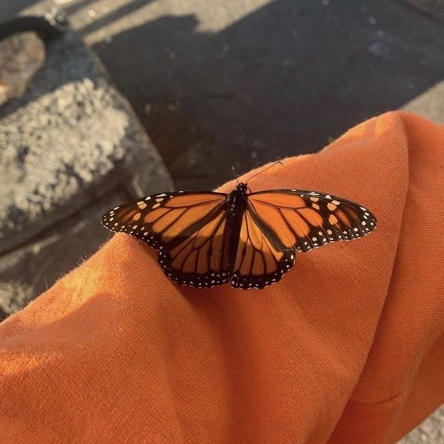 soft orange aesthetic mood images