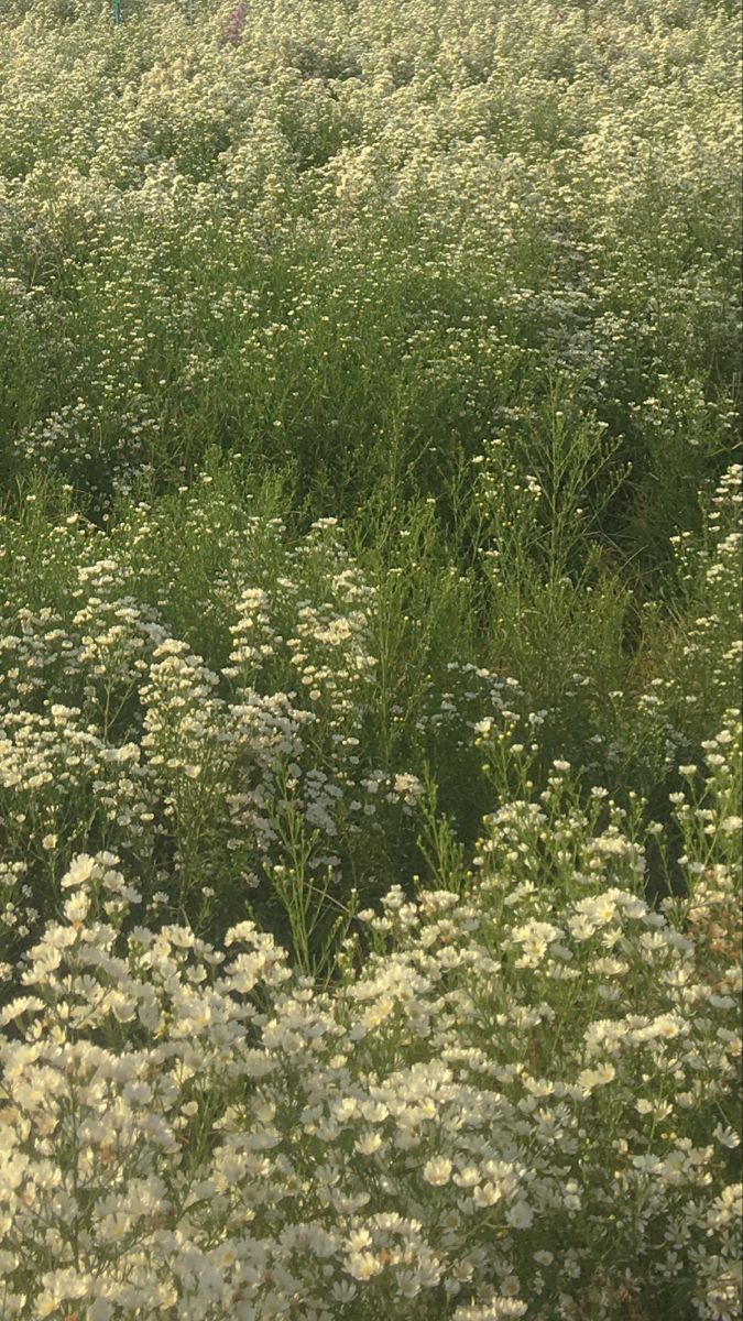 soothing light green aesthetic wallpaper choices