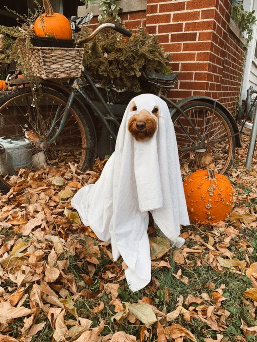 halloween aesthetic 0038