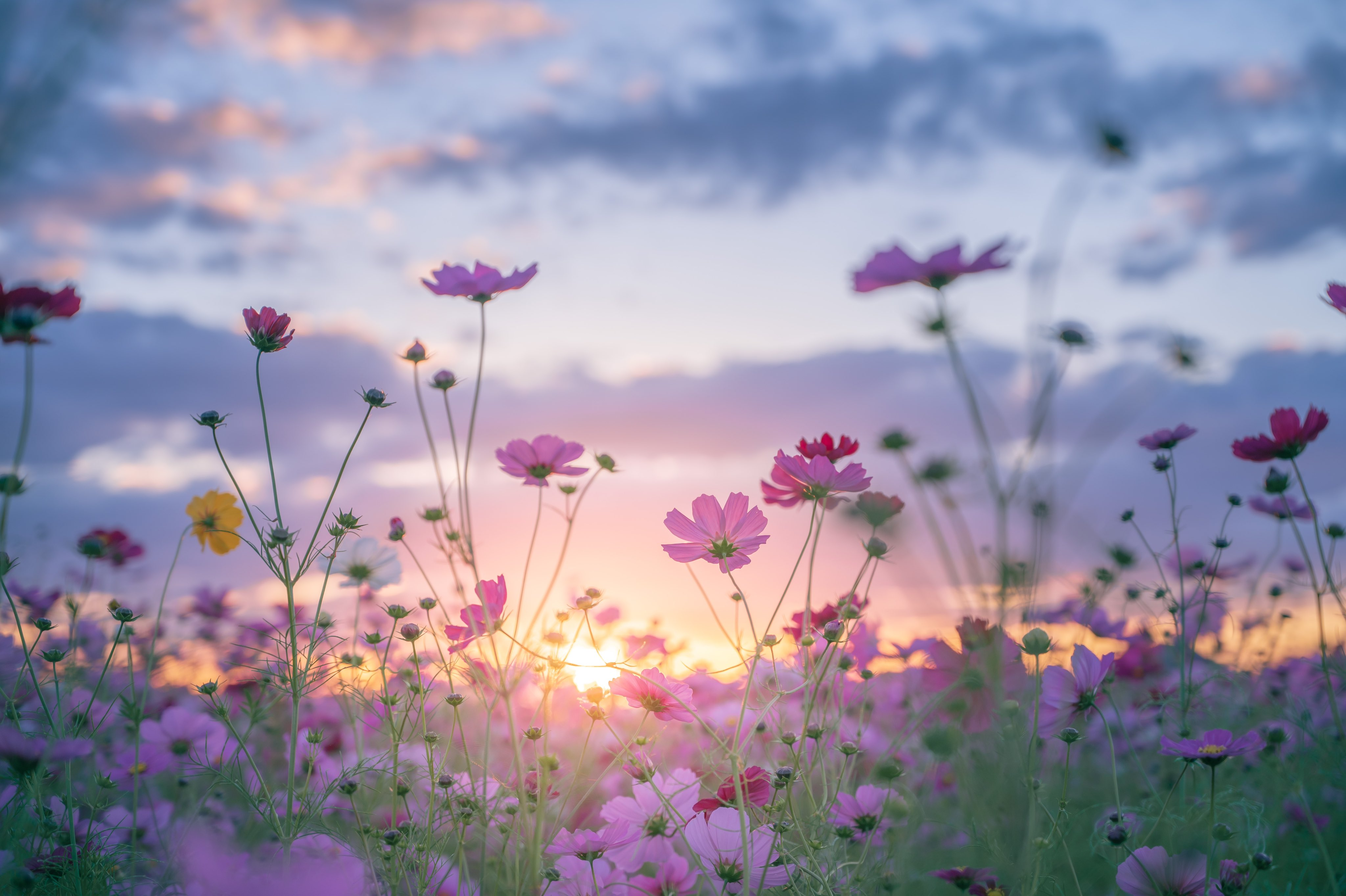 spring aesthetic wallpaper laptop 0052