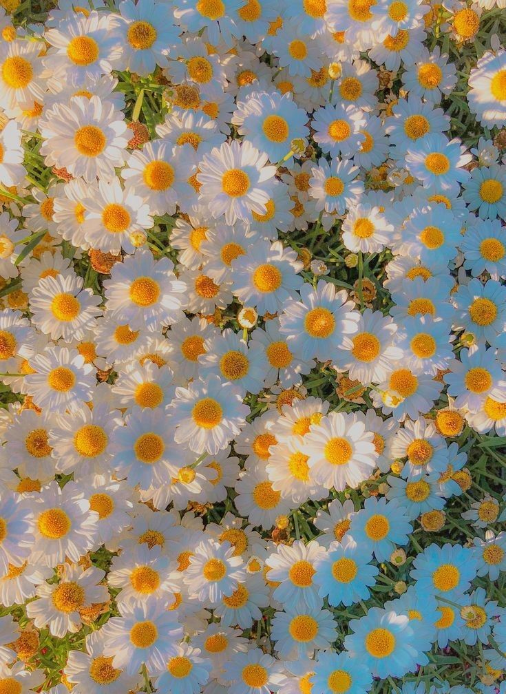 vibrant aesthetic spring pictures collection