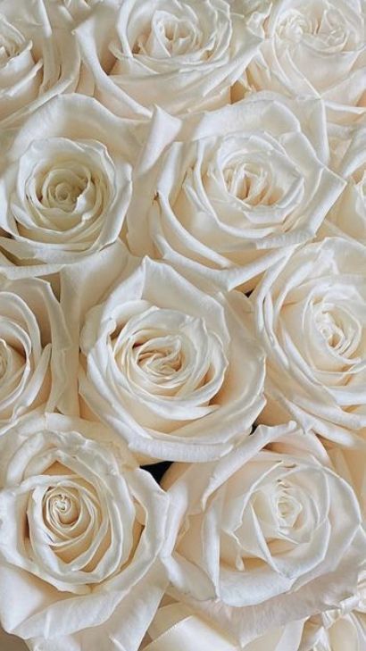white roses aesthetic 0051