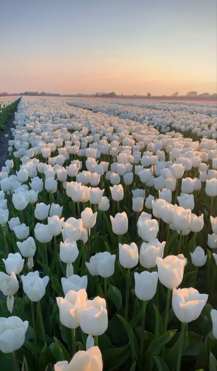 white roses aesthetic 0070