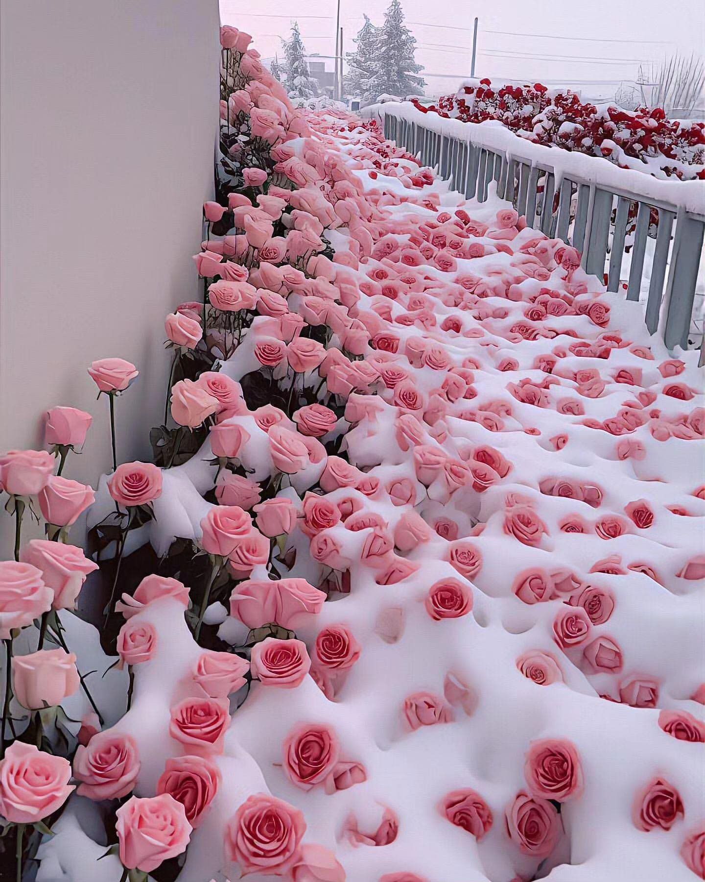 white roses aesthetic 0089