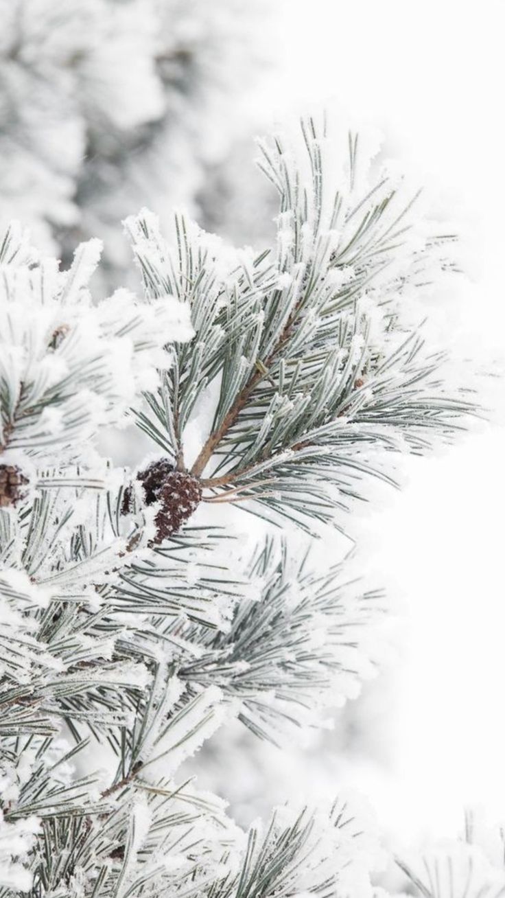 winter aesthetic wallpaper 0039