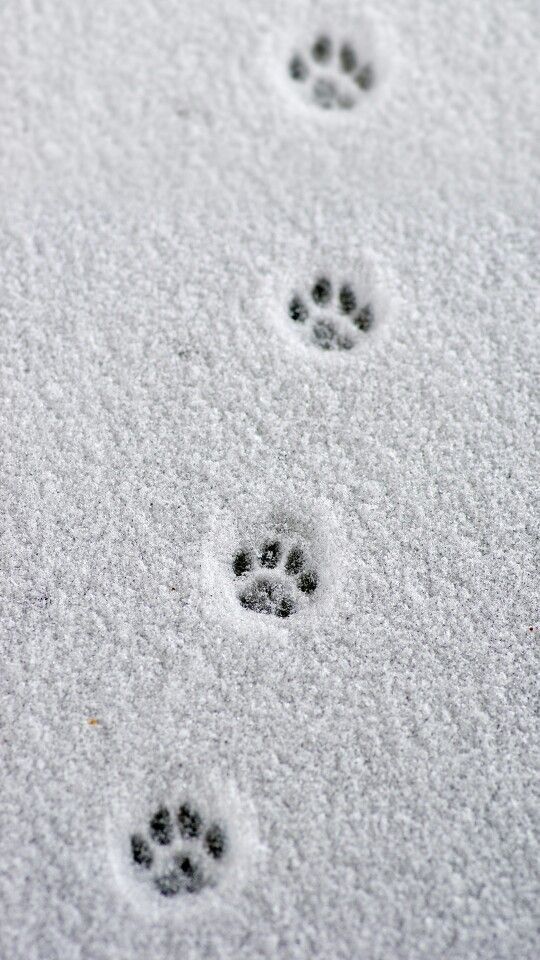 winter aesthetic wallpaper 0079