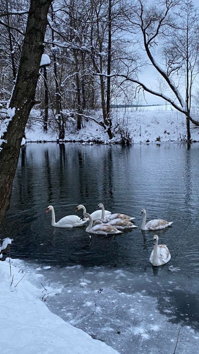 winter background aesthetic