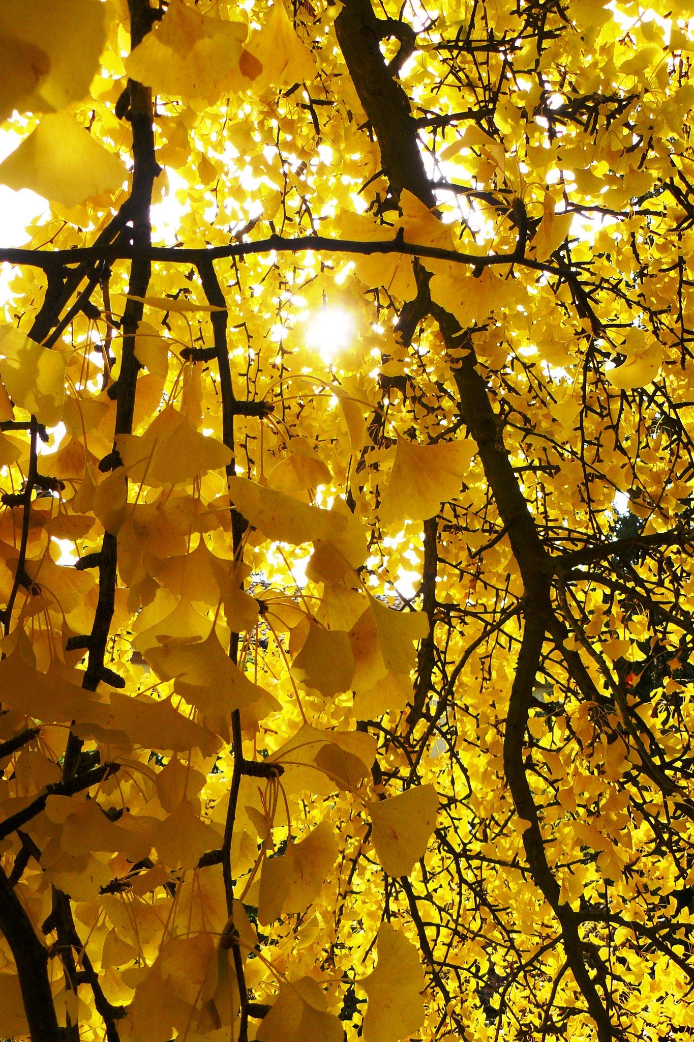 yellow aesthetic 0055